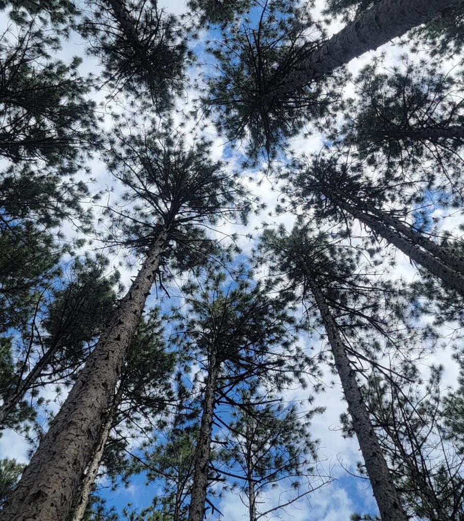 pine trees with blue sky in background